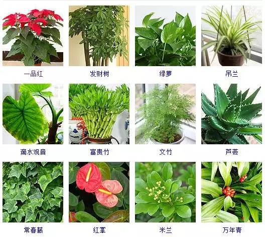 观叶植物名称大全图片