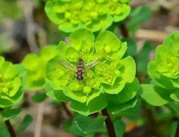 开花植物su 21年开花植物su资料下载 筑龙学社