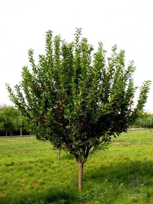 园林用途:是世界著名的优良庭荫树和行道树.