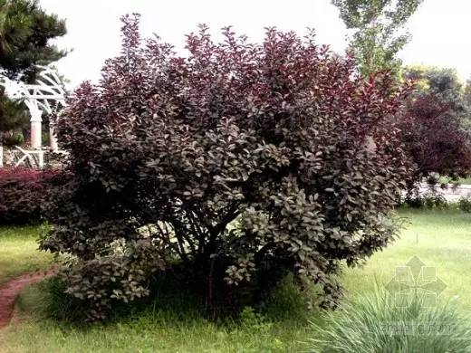 [分享]30种·常用落叶乔木,超详细!