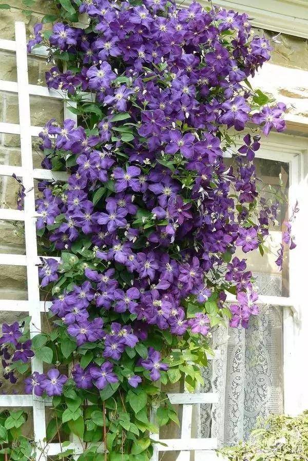 [分享]实用·十种常用藤本植物