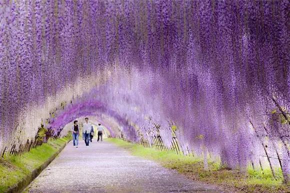 实用·十种常用藤本植物_8