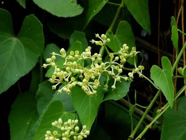 多年生常绿蔓性草质藤本植物,全体无毛,枝条纤细,具卷须.