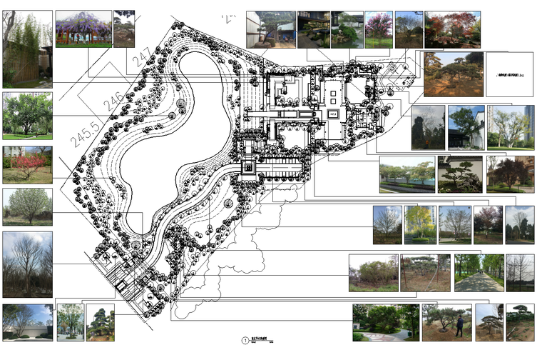 ​[重庆]某九里晴川植物配置CAD+SU+实景-2 重点乔木植物意向图_看图王