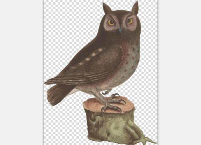 ps拼贴风效果图素材_动物