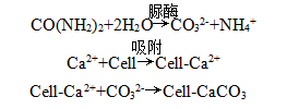 神奇的微生物与结构加固_12