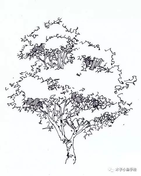园林景观手绘｜植物单体画法——乔木、灌木_10