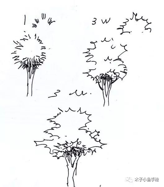 园林景观手绘｜植物单体画法——乔木、灌木_7