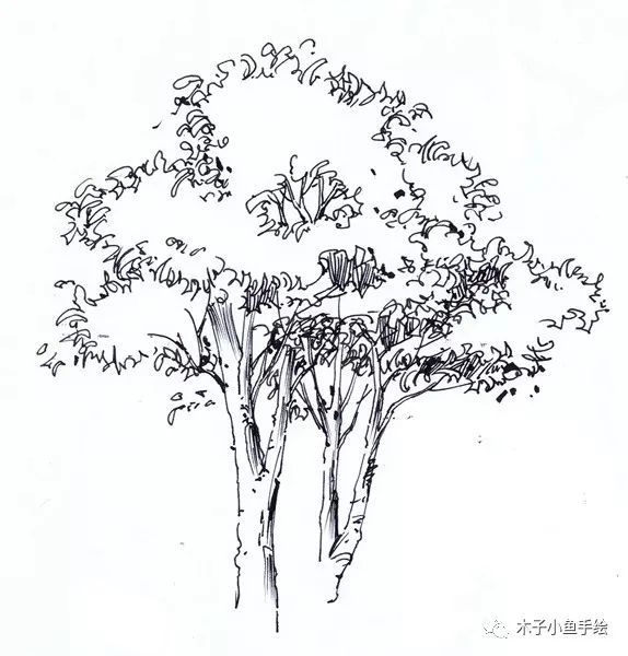 园林景观手绘｜植物单体画法——乔木、灌木_11
