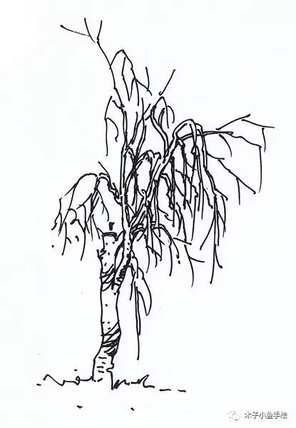 园林景观手绘｜植物单体画法——乔木、灌木_2