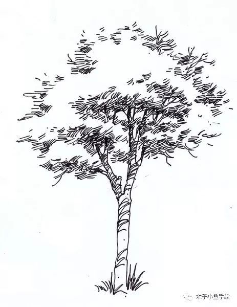 园林景观手绘｜植物单体画法——乔木、灌木_12