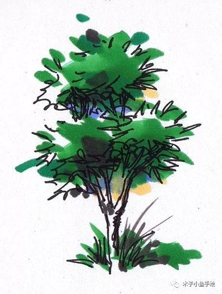 园林景观手绘｜植物单体画法——乔木、灌木_9