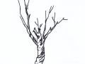 园林景观手绘｜植物单体画法——乔木、灌木