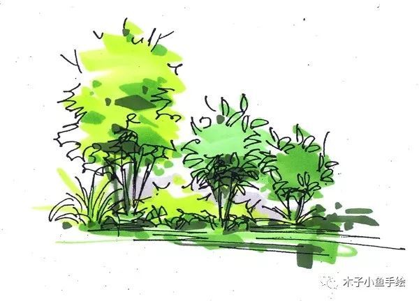 园林景观手绘｜植物单体画法——乔木、灌木_20