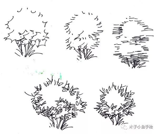 园林景观手绘｜植物单体画法——乔木、灌木_18