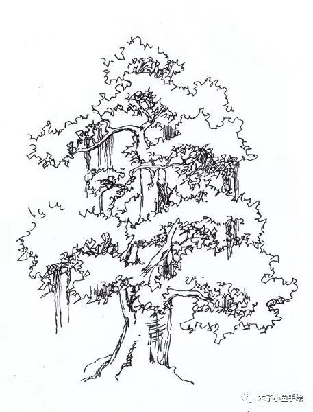 园林景观手绘｜植物单体画法——乔木、灌木_13