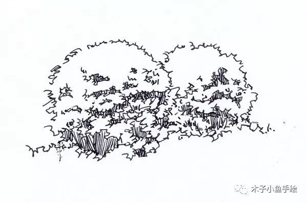 园林景观手绘｜植物单体画法——乔木、灌木_15