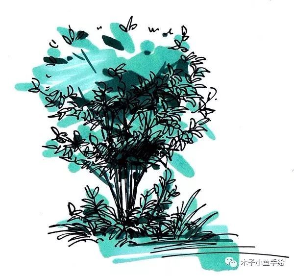 园林景观手绘｜植物单体画法——乔木、灌木_23
