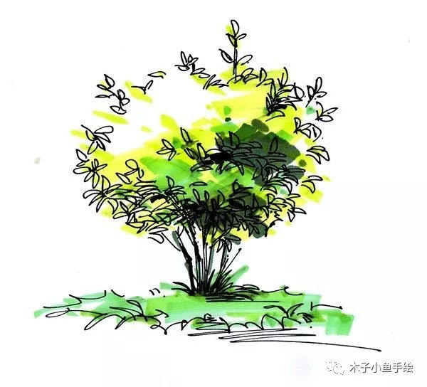 园林景观手绘｜植物单体画法——乔木、灌木_22
