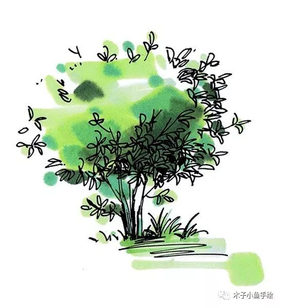 园林景观手绘｜植物单体画法——乔木、灌木_21