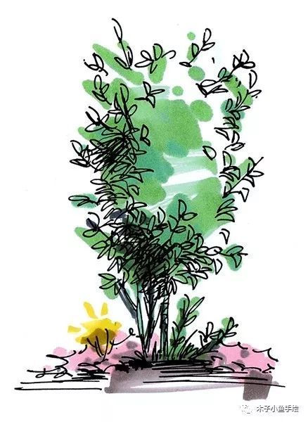 园林景观手绘｜植物单体画法——乔木、灌木_24