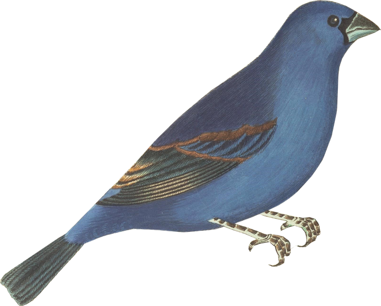 古风素材_古风动物篇-材质贴图-筑龙渲染表现论坛