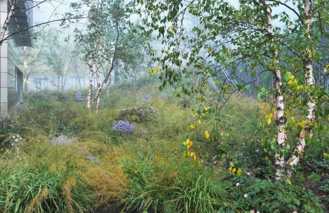 [分享]走进荒草园林大师piet oudolf