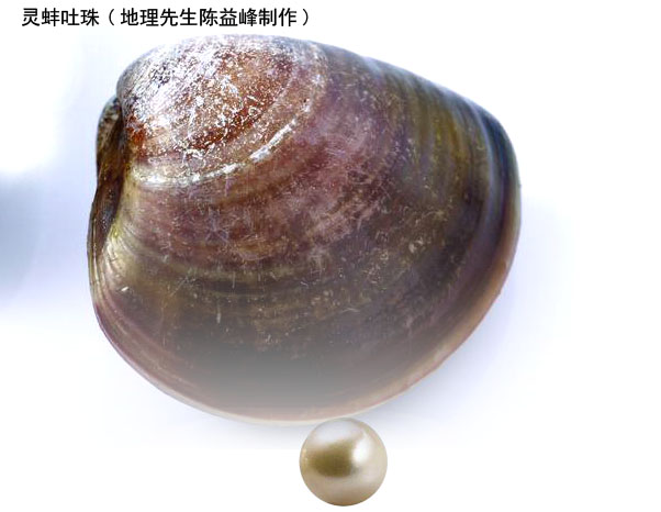 [资料]陈益峰:灵蚌吐珠,陈家大湾祖坟