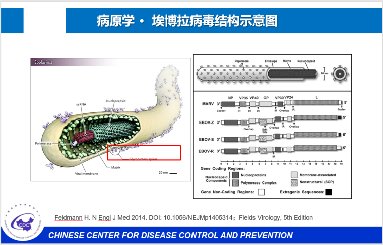 疫情防控专项技术交底资料下载-埃博拉(EVD)疫情防控概况（2014年）