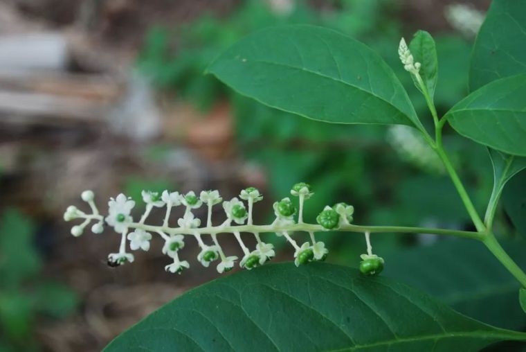 150余种 · 常见药用植物，花期组图_2