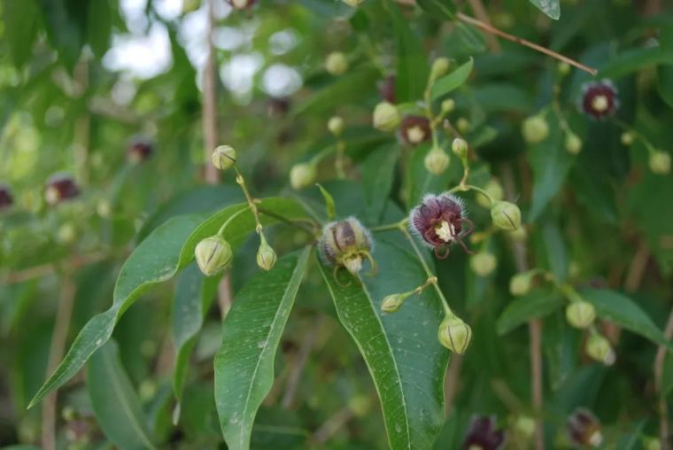 150余种 · 常见药用植物，花期组图_4