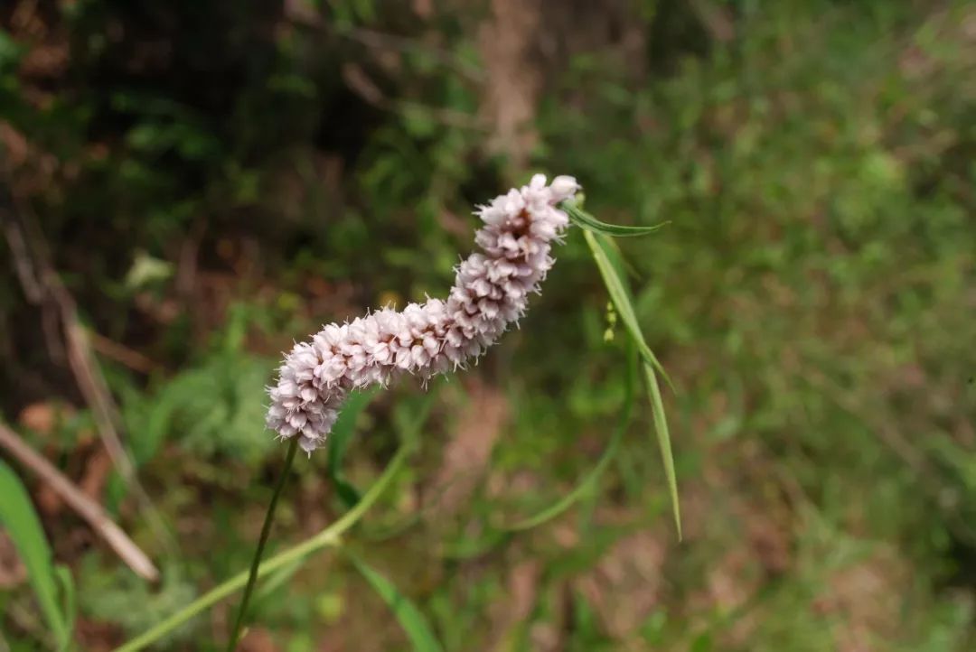 拳參(拳參polygonum bistorta)