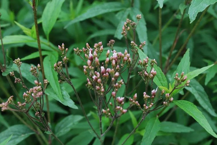 150余种 · 常见药用植物，花期组图_10