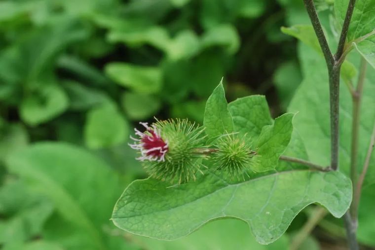 150余种 · 常见药用植物，花期组图_8