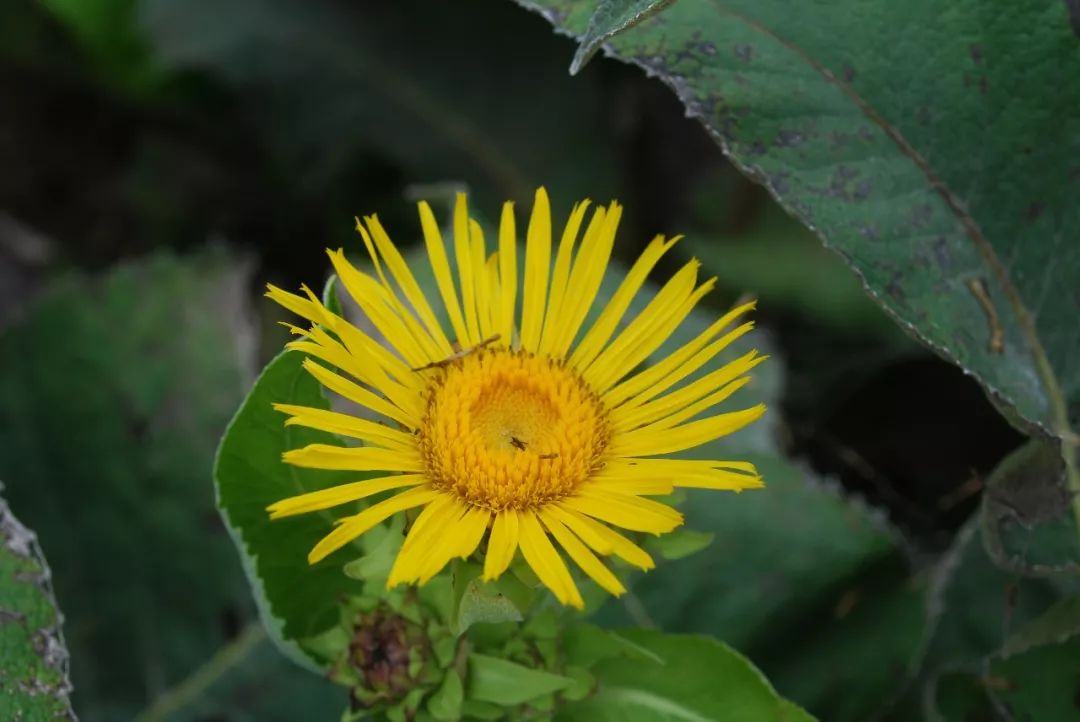 祁木香(土木香inula helenium)