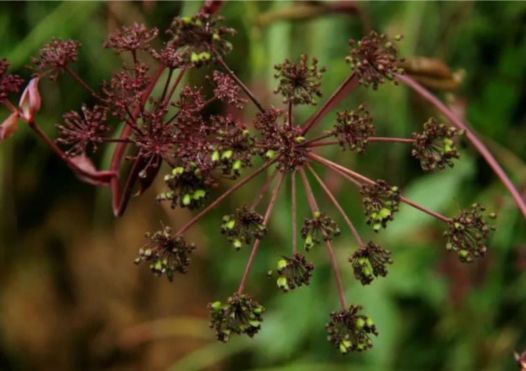 150余种 · 常见药用植物，花期组图_15