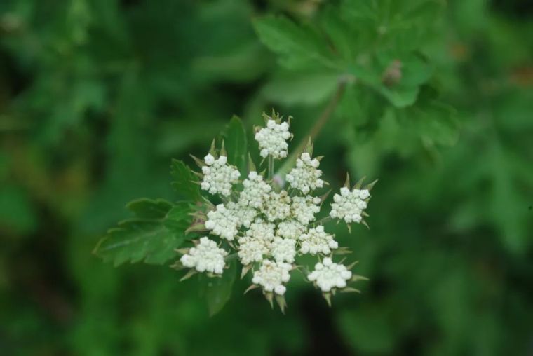 150余种 · 常见药用植物，花期组图_14