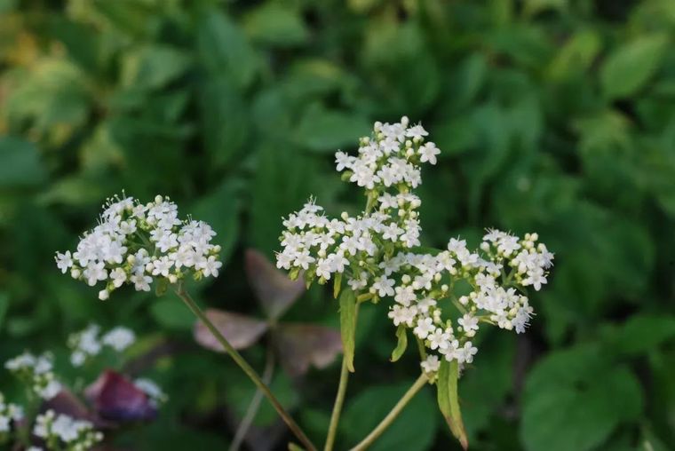 150余种 · 常见药用植物，花期组图_25