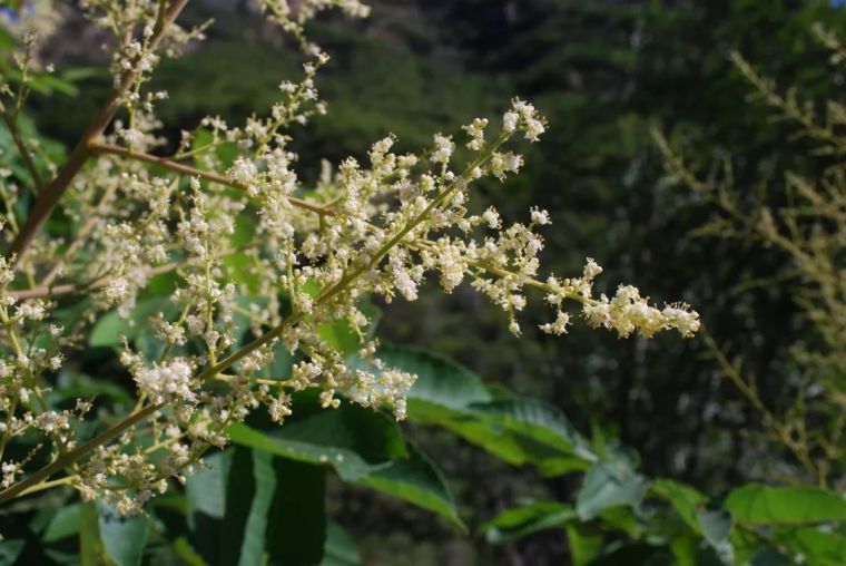 150余种 · 常见药用植物，花期组图_26