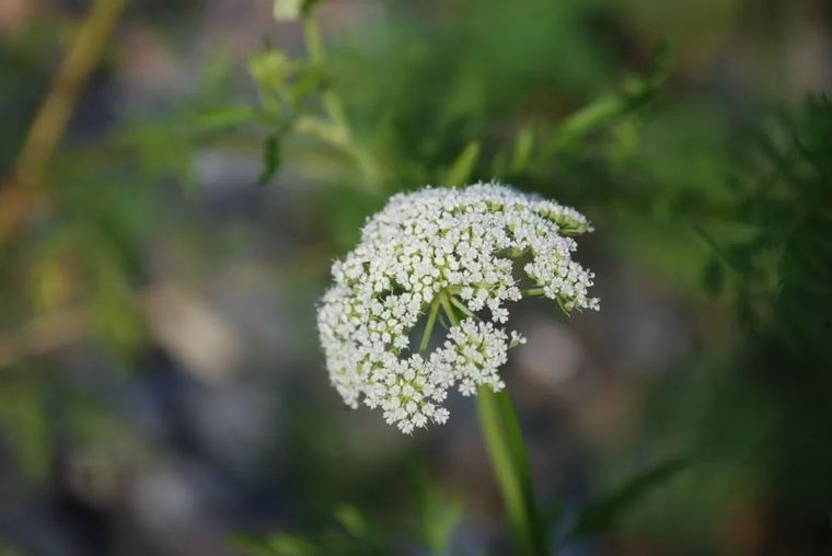 150余种 · 常见药用植物，花期组图_22