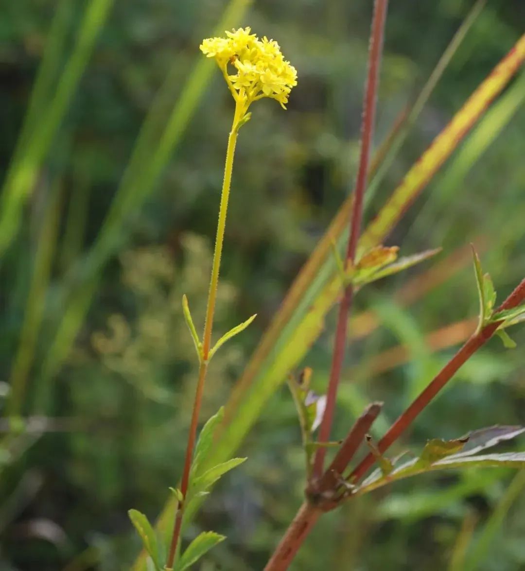 敗醬草(敗醬patrinia scabiosaefolia)