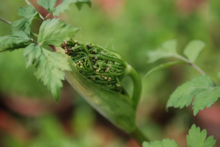 150余种 · 常见药用植物，花期组图_27