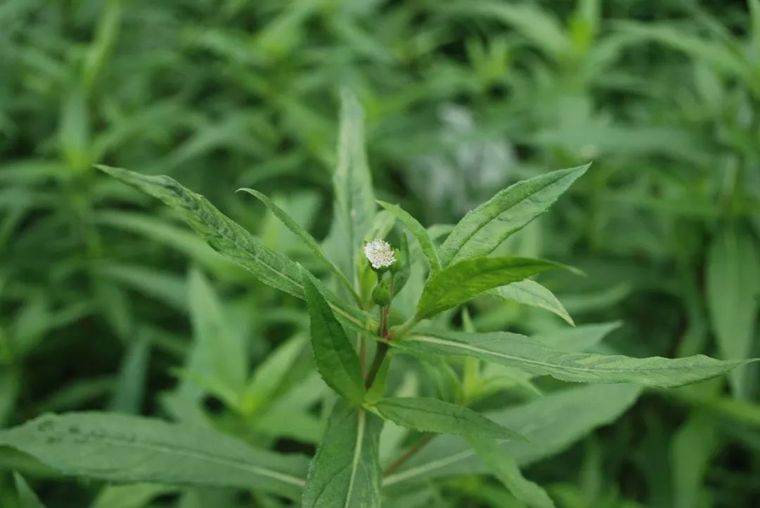 150余种 · 常见药用植物，花期组图_28