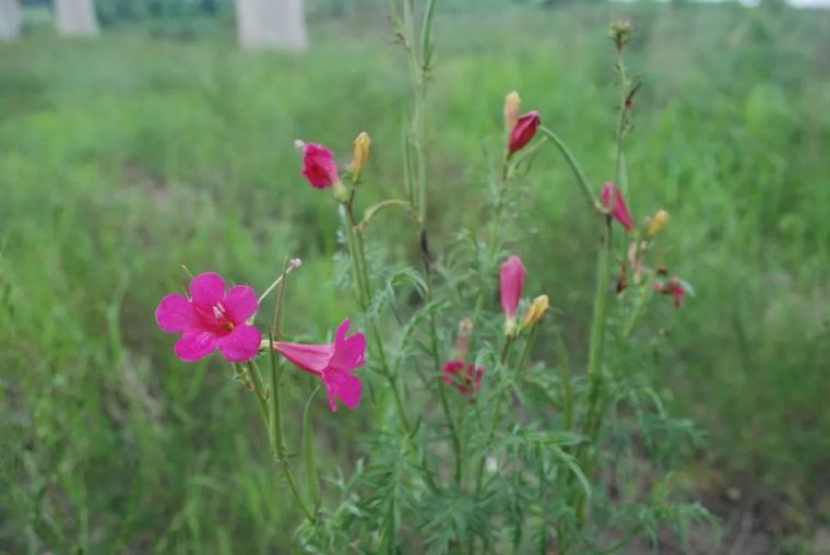 150余种 · 常见药用植物，花期组图_29