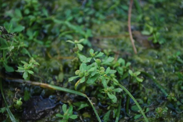 150余种 · 常见药用植物，花期组图_33