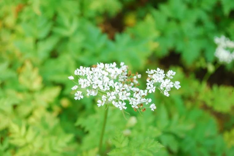 150余种 · 常见药用植物，花期组图_37