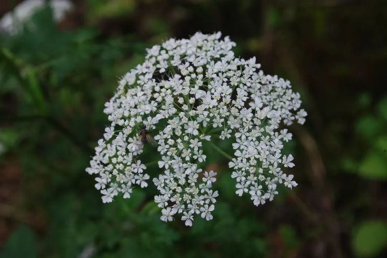 150余种 · 常见药用植物，花期组图_36