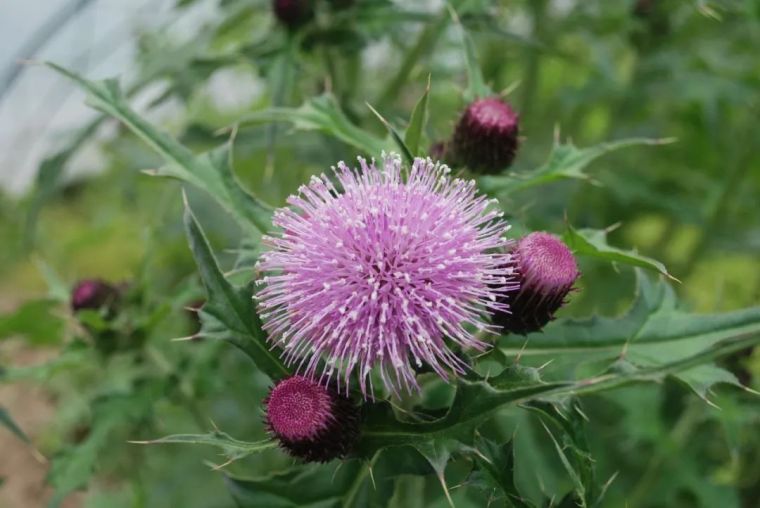 150余种 · 常见药用植物，花期组图_44