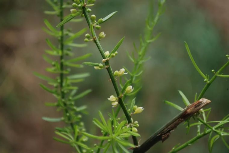 150余种 · 常见药用植物，花期组图_40