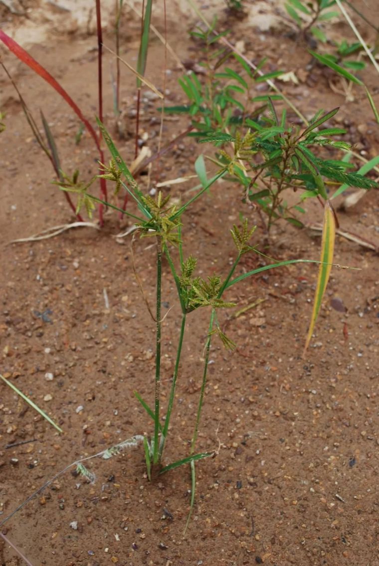 150余种 · 常见药用植物，花期组图_42